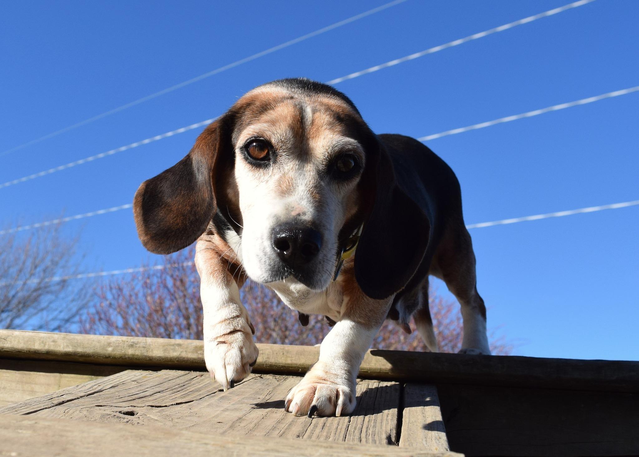 Riley - Adoptable Pet | Petfinder | Petfinder