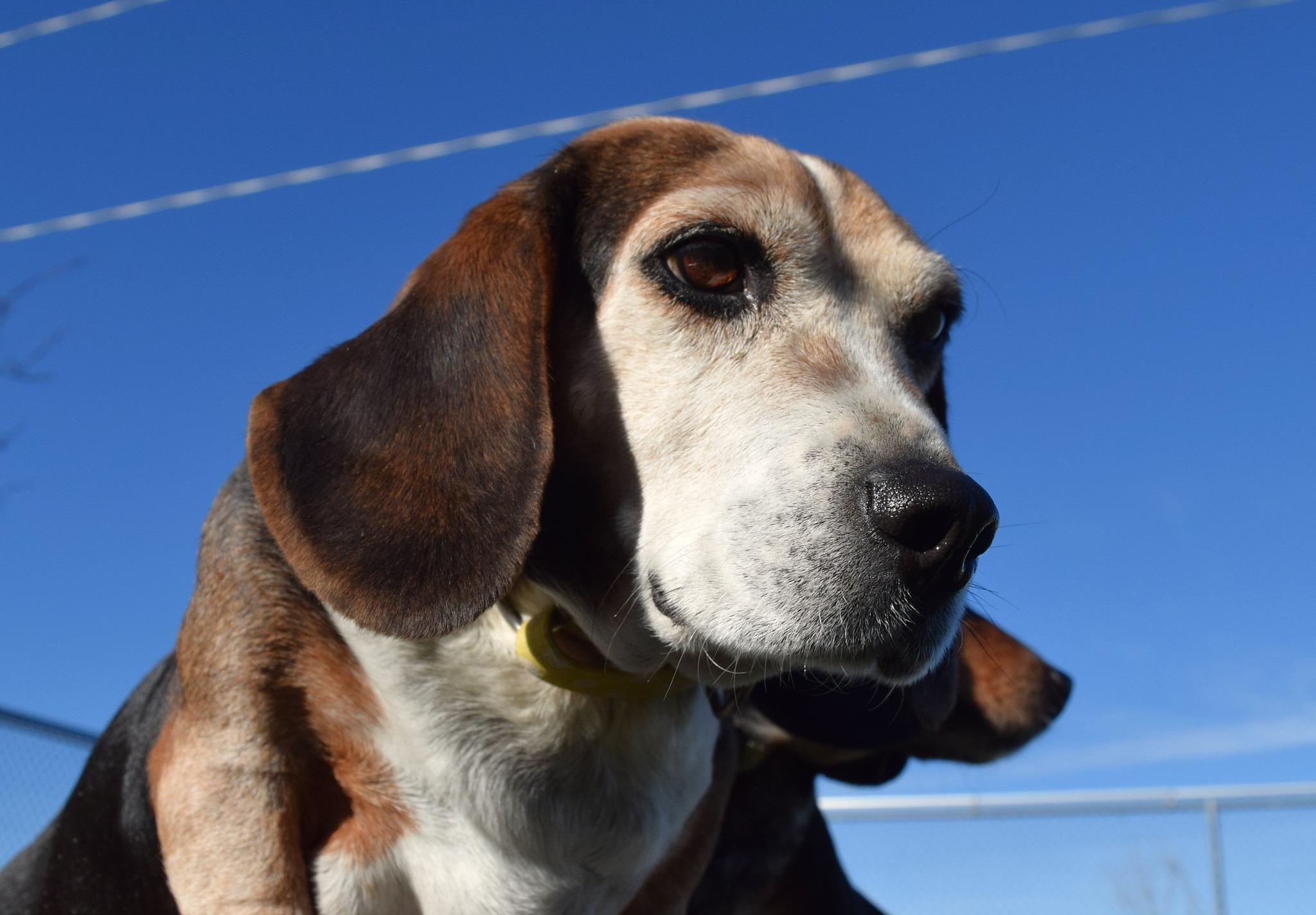 Riley - Adoptable Pet | Petfinder | Petfinder