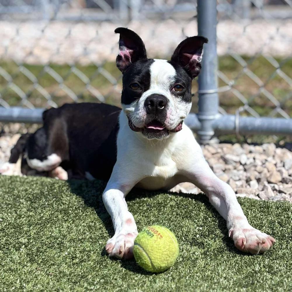 Enlarge Duncan, a Adoptable Boston Terrier in Godfrey, IL image 1/4