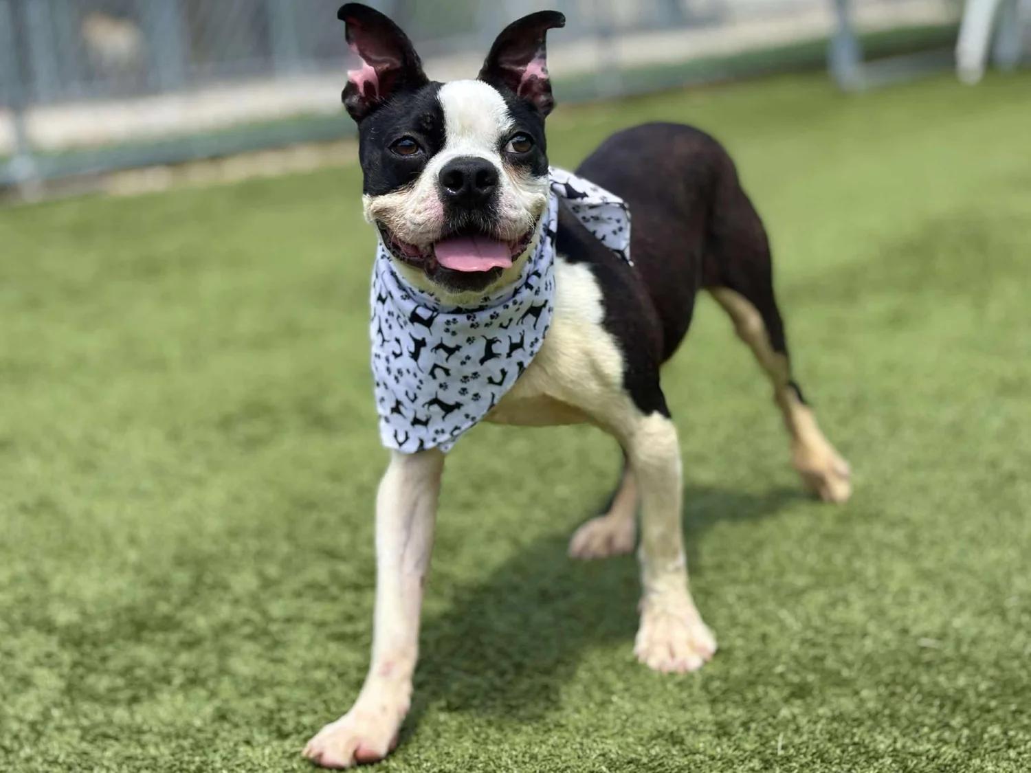 Enlarge Duncan, a Adoptable Boston Terrier in Godfrey, IL image 2/4