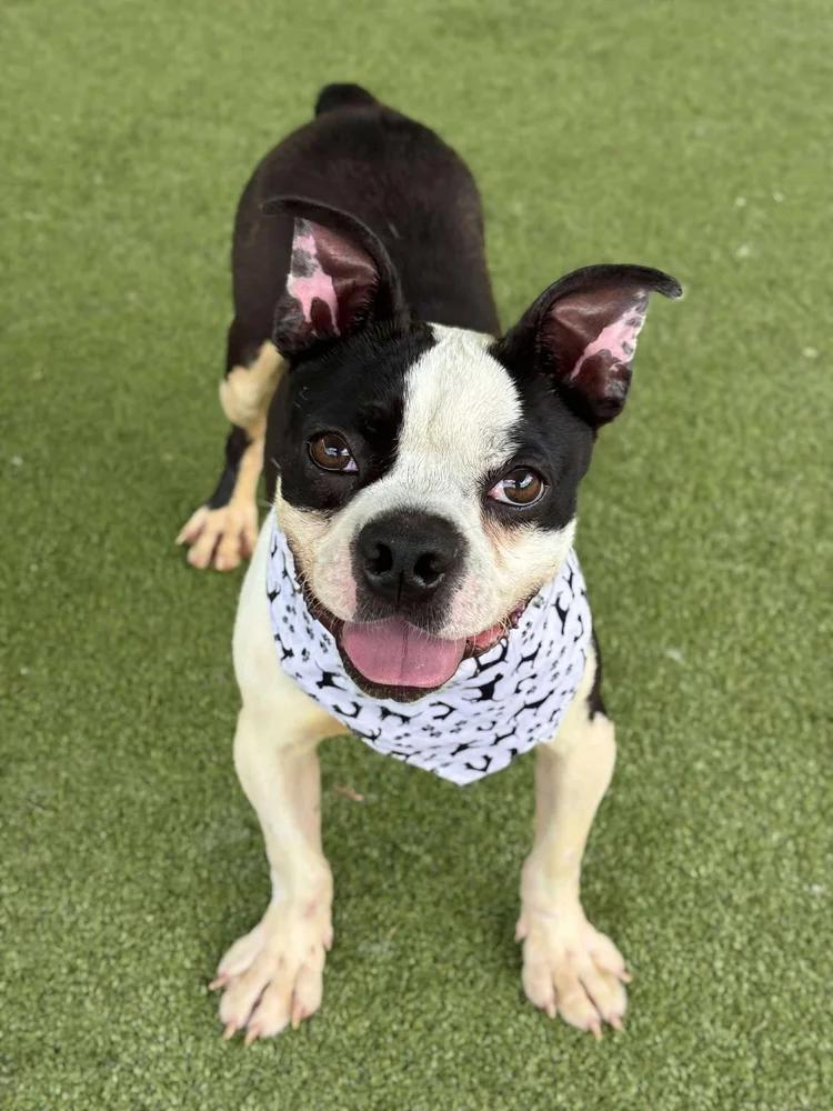 Enlarge Duncan, a Adoptable Boston Terrier in Godfrey, IL image 3/4