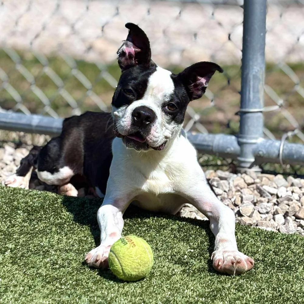 Enlarge Duncan, a Adoptable Boston Terrier in Godfrey, IL image 4/4