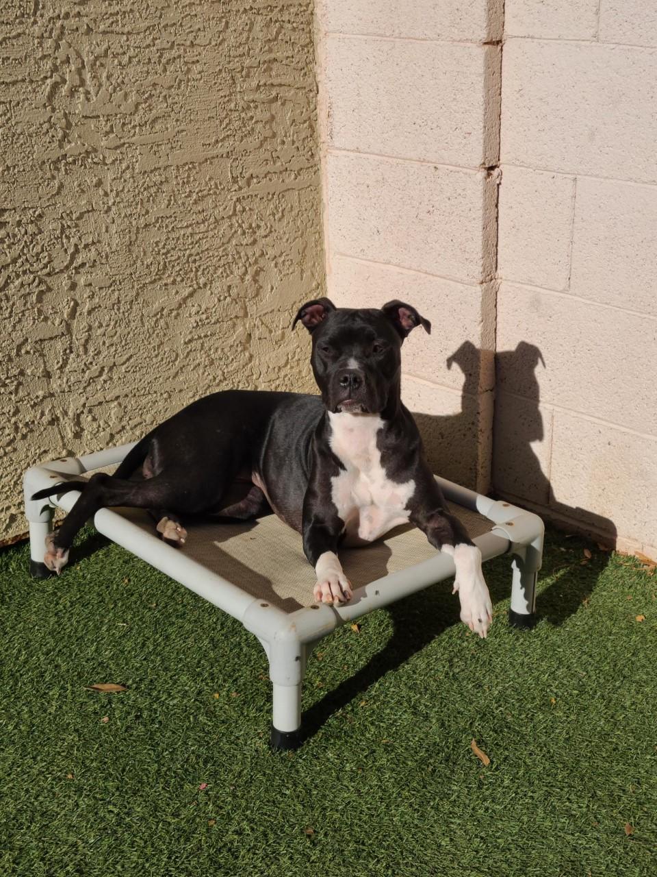 Luna Bear, Adoptable, Adult Female Pit Bull Terrier.