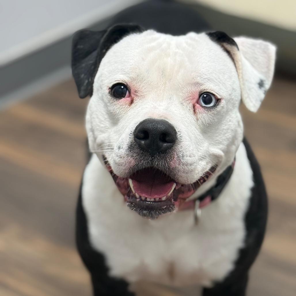 Shadow, Adoptable, Adult Female Mixed Breed.