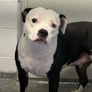 Enlarge Shadow, a Adoptable Mixed Breed in Jeffersonville, IN image 2/6