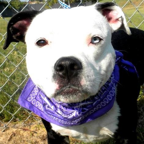 Enlarge Shadow, a Adoptable Mixed Breed in Jeffersonville, IN image 3/6
