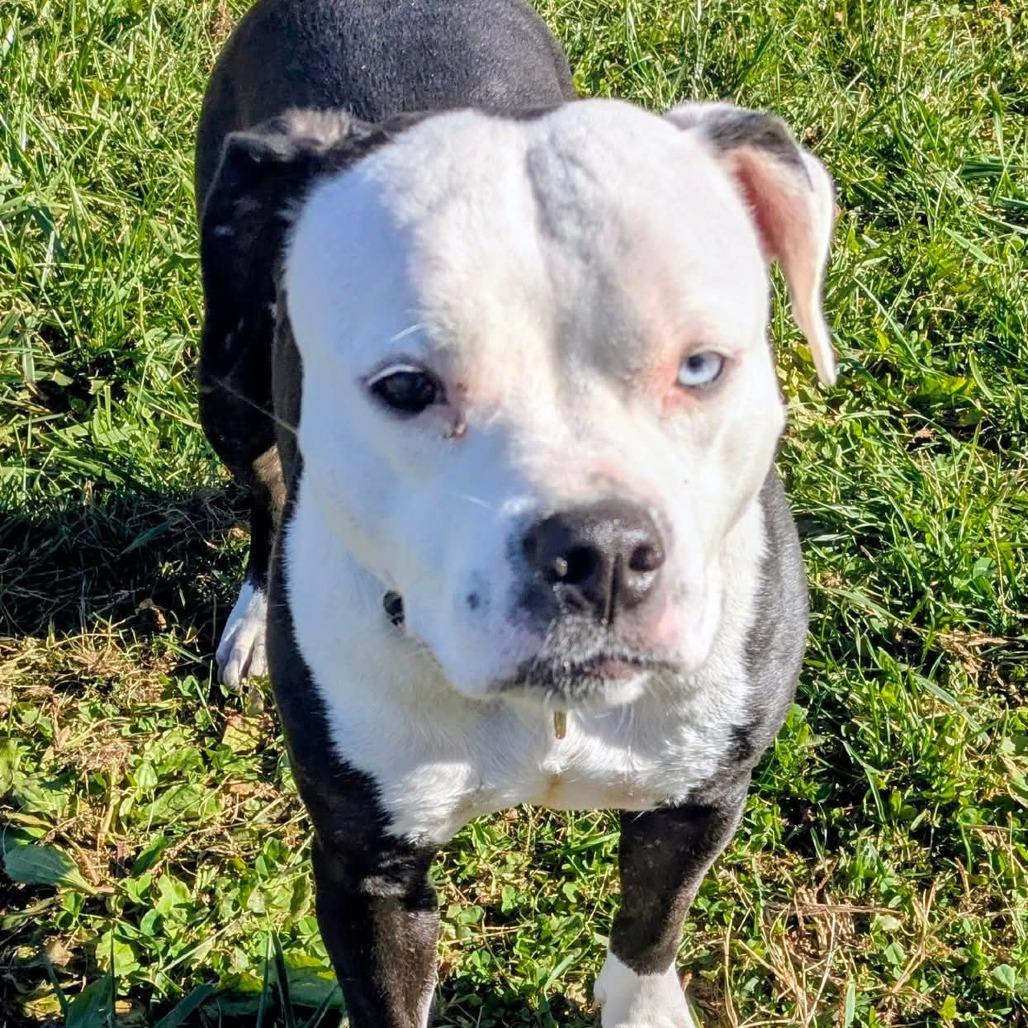Enlarge Shadow, a Adoptable Mixed Breed in Jeffersonville, IN image 5/6