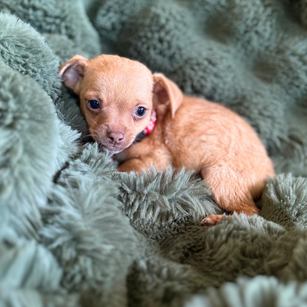 Lucky, a Adoptable mixed breed in Sacramento, CA image 1/2