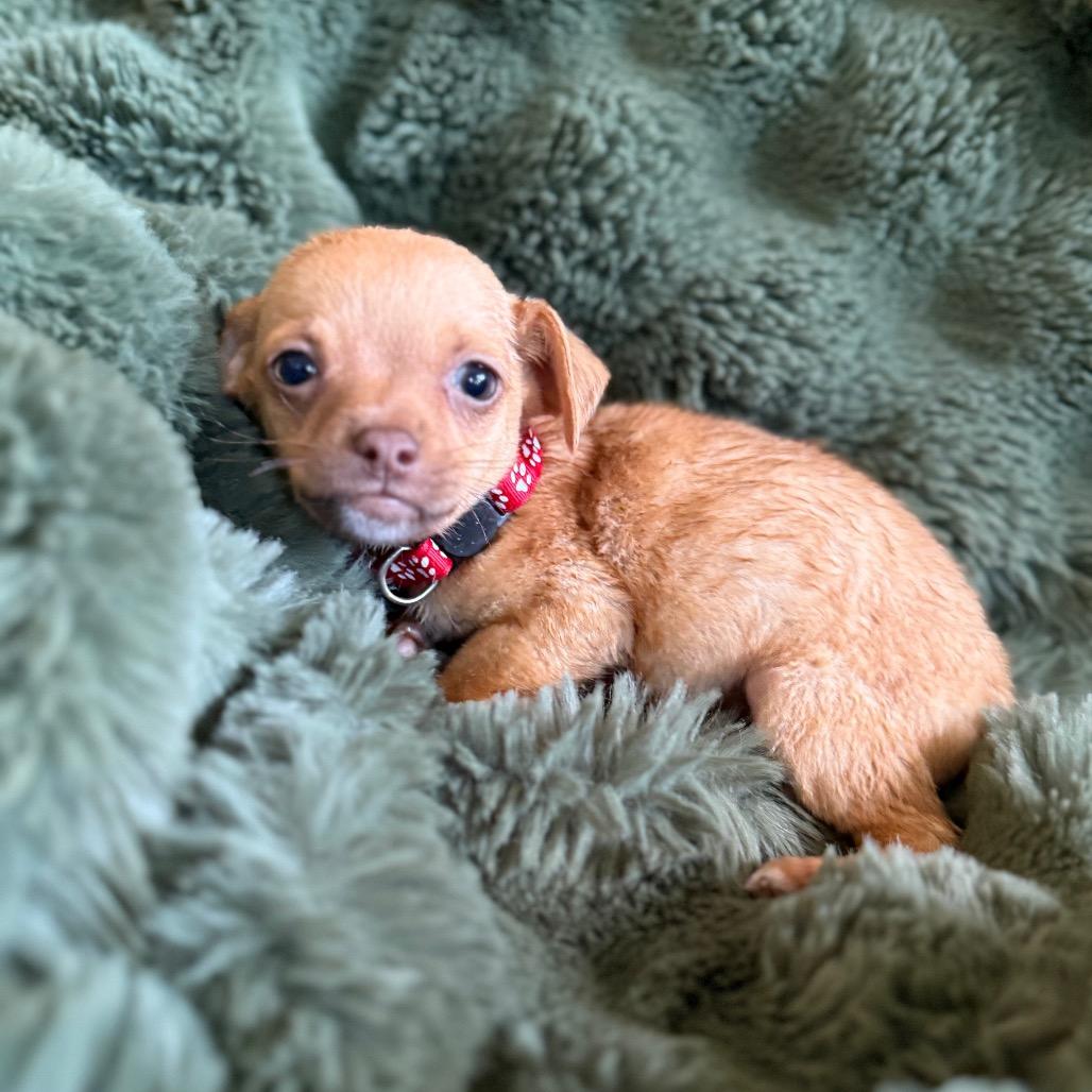 Lucky, a Adoptable mixed breed in Sacramento, CA image 2/2