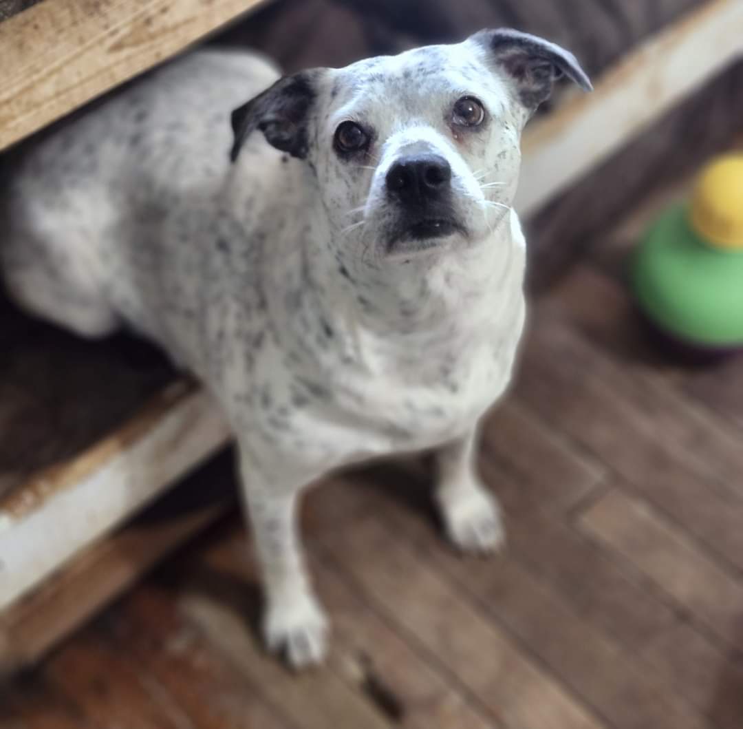 Harper, a Adoptable Australian Cattle Dog / Blue Heeler in Cosby, TN image 1/6
