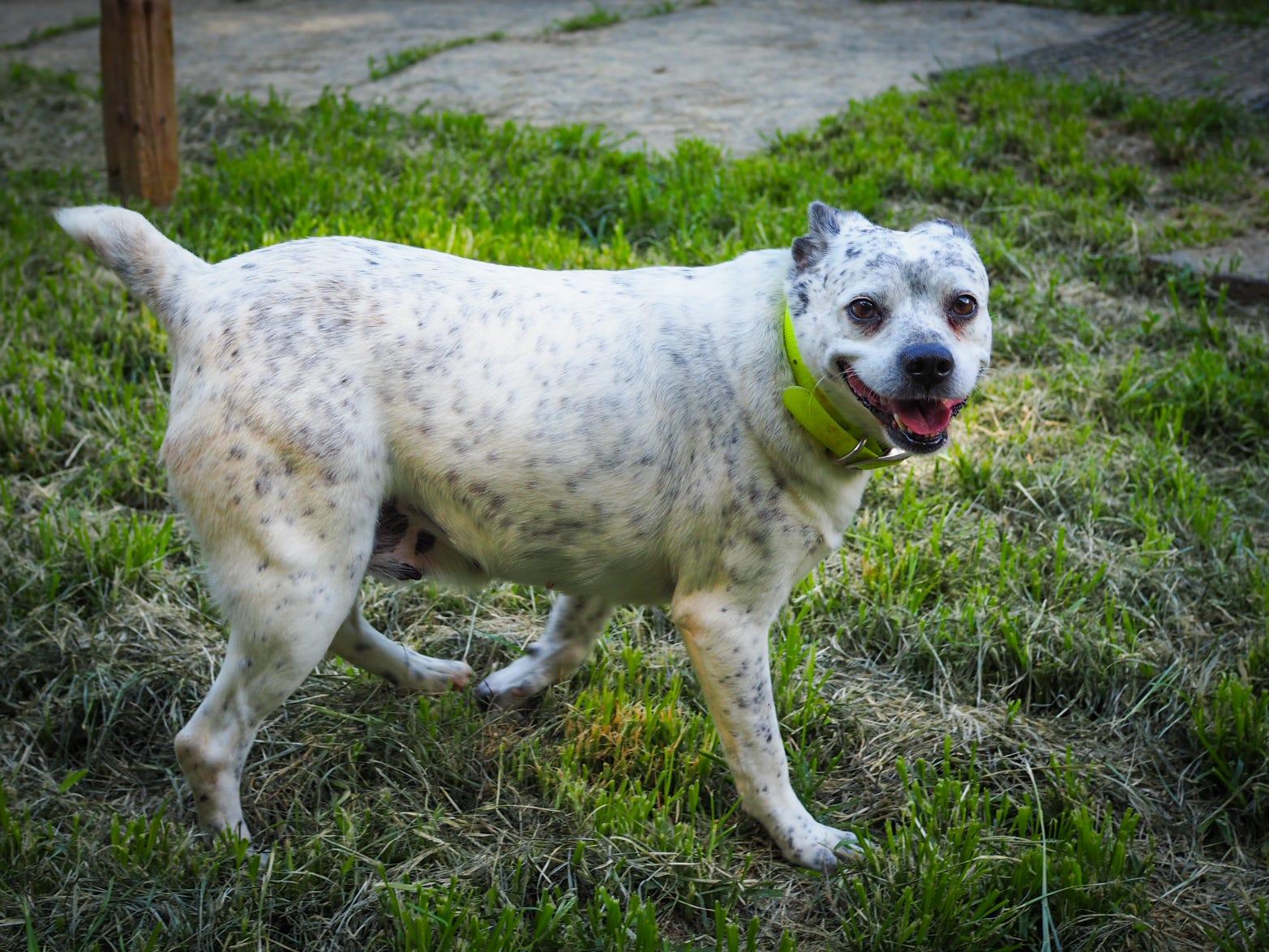 Harper, a Adoptable Australian Cattle Dog / Blue Heeler in Cosby, TN image 3/6