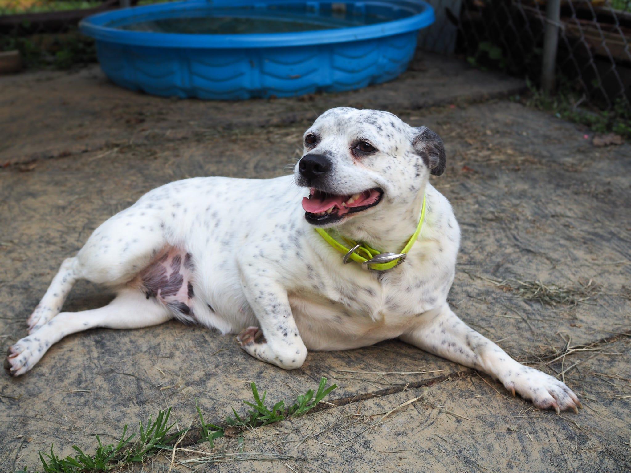 Harper, a Adoptable Australian Cattle Dog / Blue Heeler in Cosby, TN image 4/6