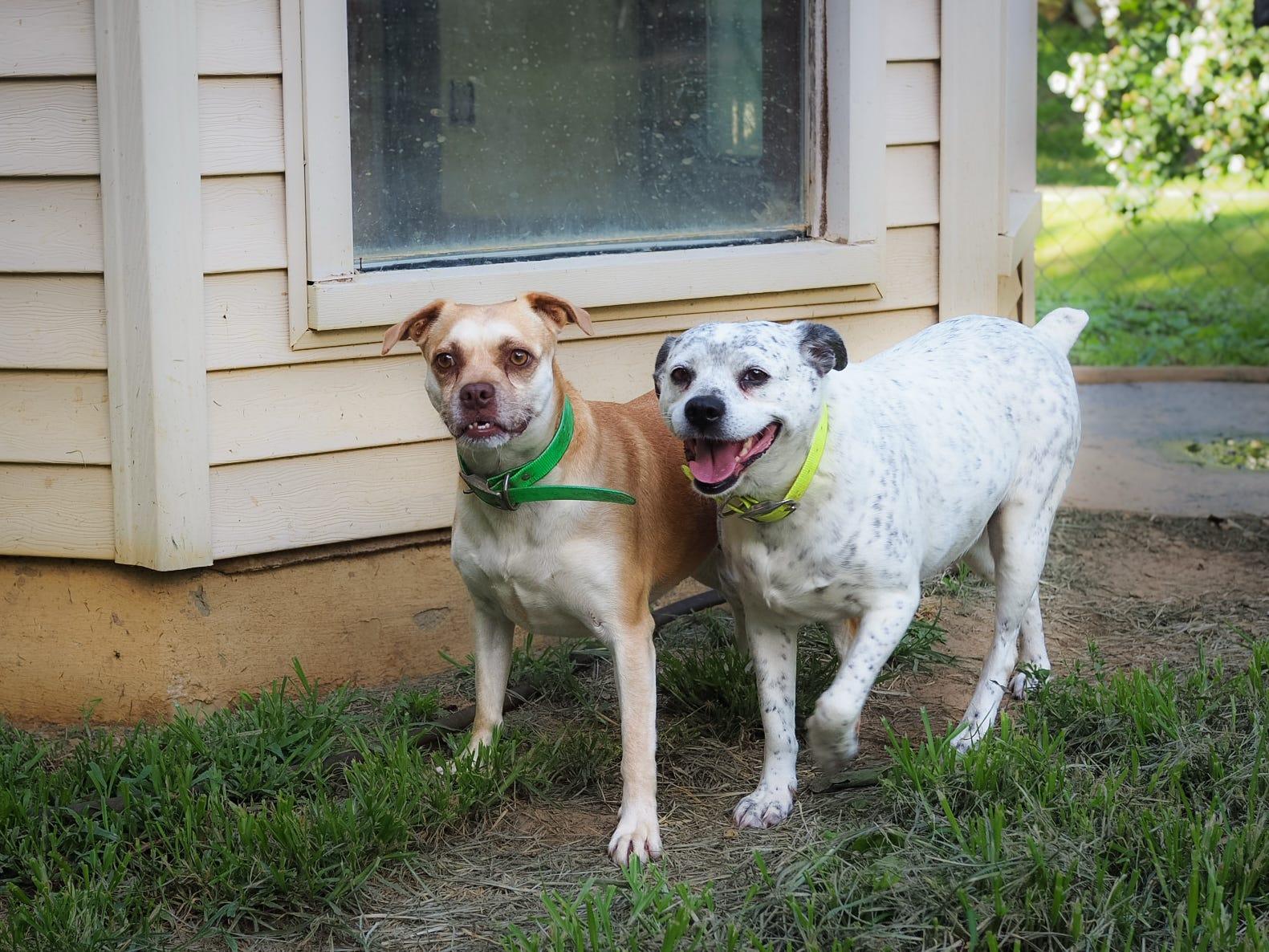 Harper, a Adoptable Australian Cattle Dog / Blue Heeler in Cosby, TN image 5/6