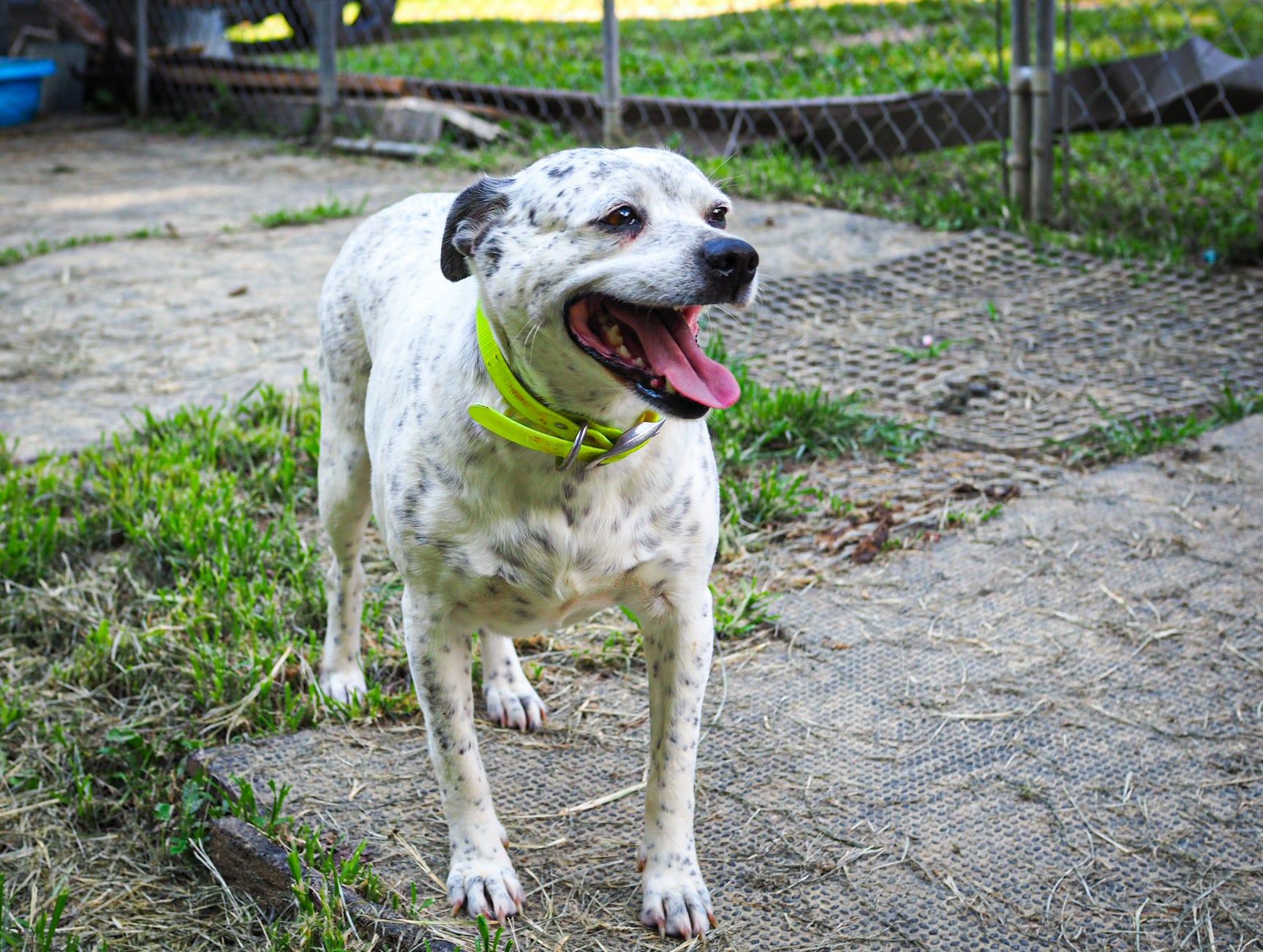 Harper, an adoptable Australian Cattle Dog / Blue Heeler in Cosby, TN, 37722 | Photo Image 6
