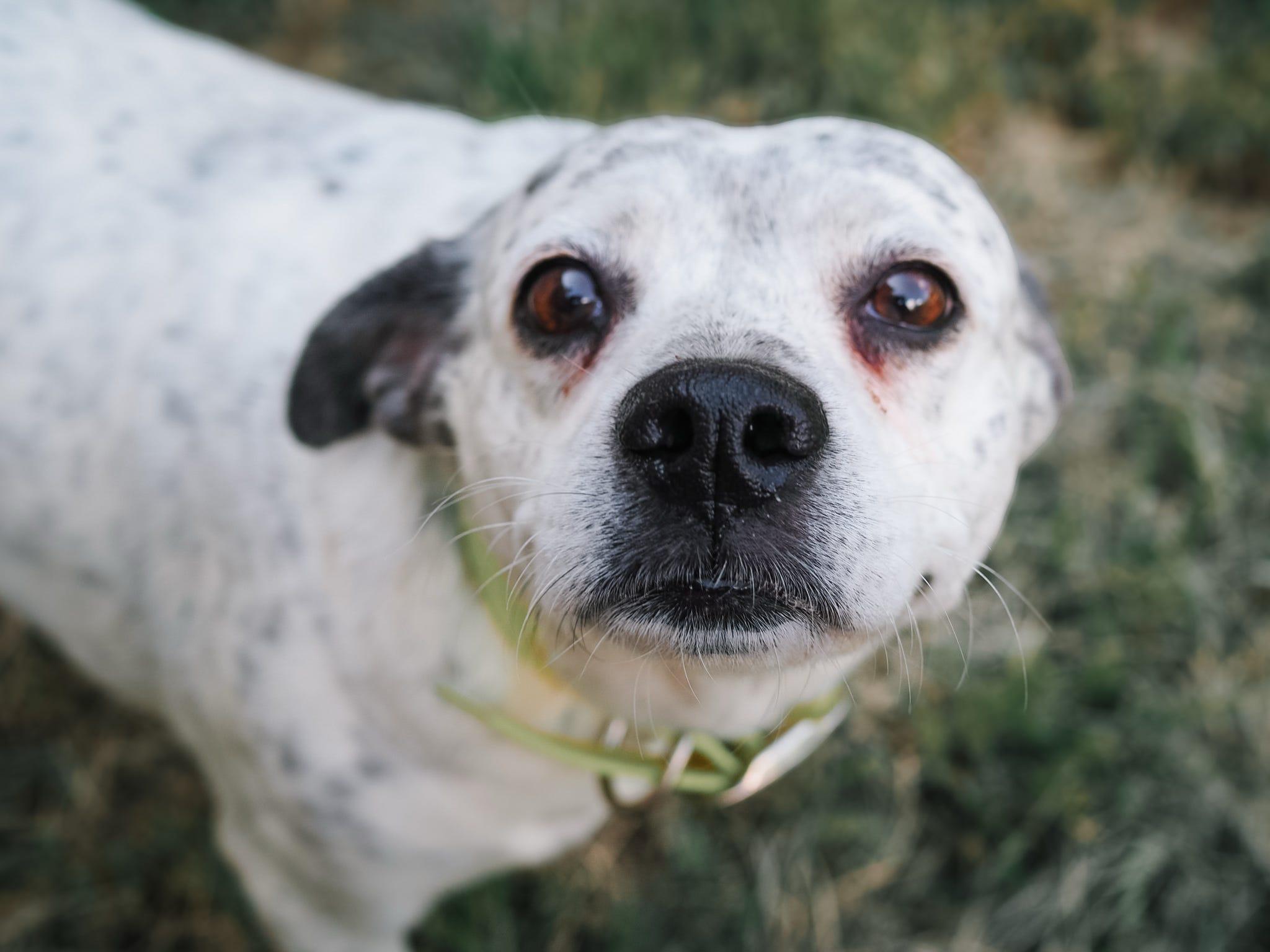 Harper, an adoptable Australian Cattle Dog / Blue Heeler in Cosby, TN, 37722 | Photo Image 1
