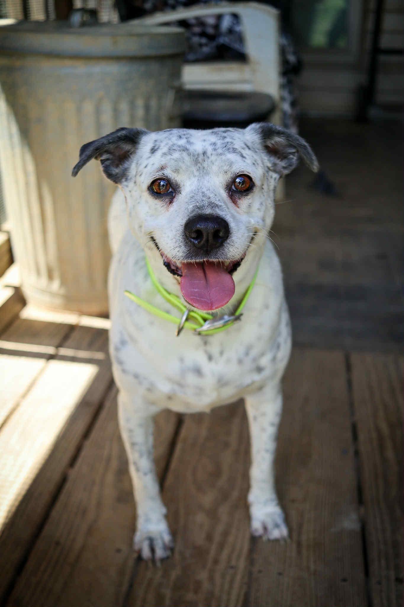 Harper, a Adoptable Australian Cattle Dog / Blue Heeler in Cosby, TN image 2/6