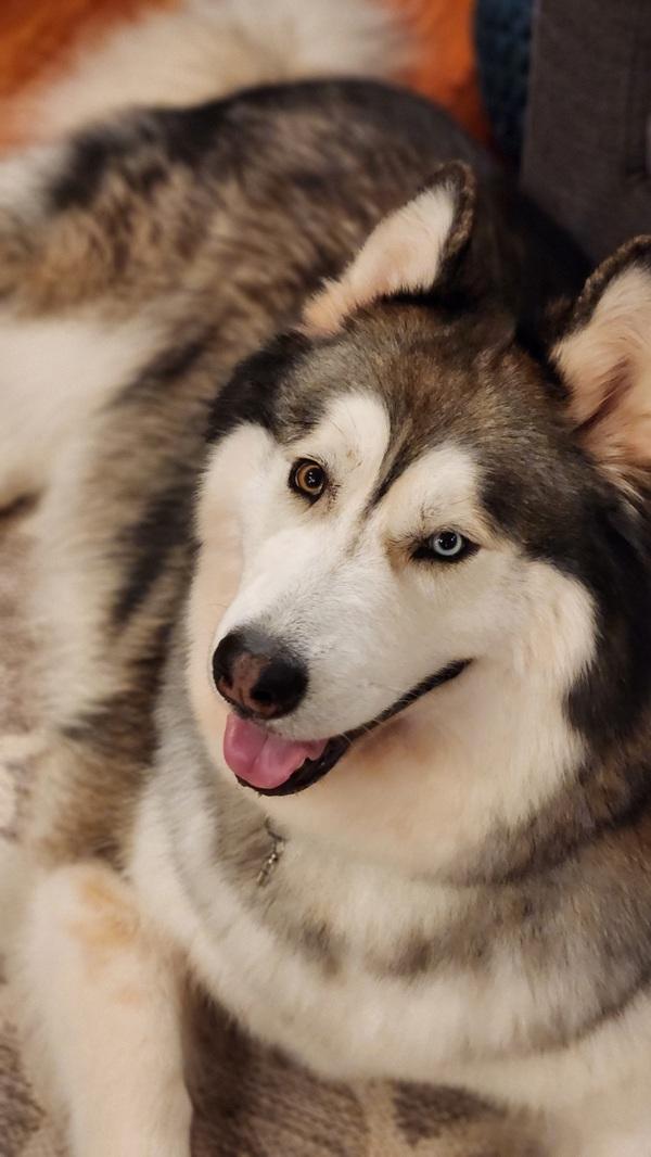 Enlarge Bosco, a Adoptable mixed breed in Silverdale, WA image 1/1