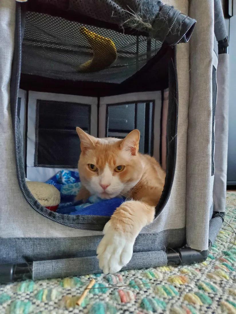 Simba, a Adoptable Domestic Short Hair in Weehawken, NJ image 6/6