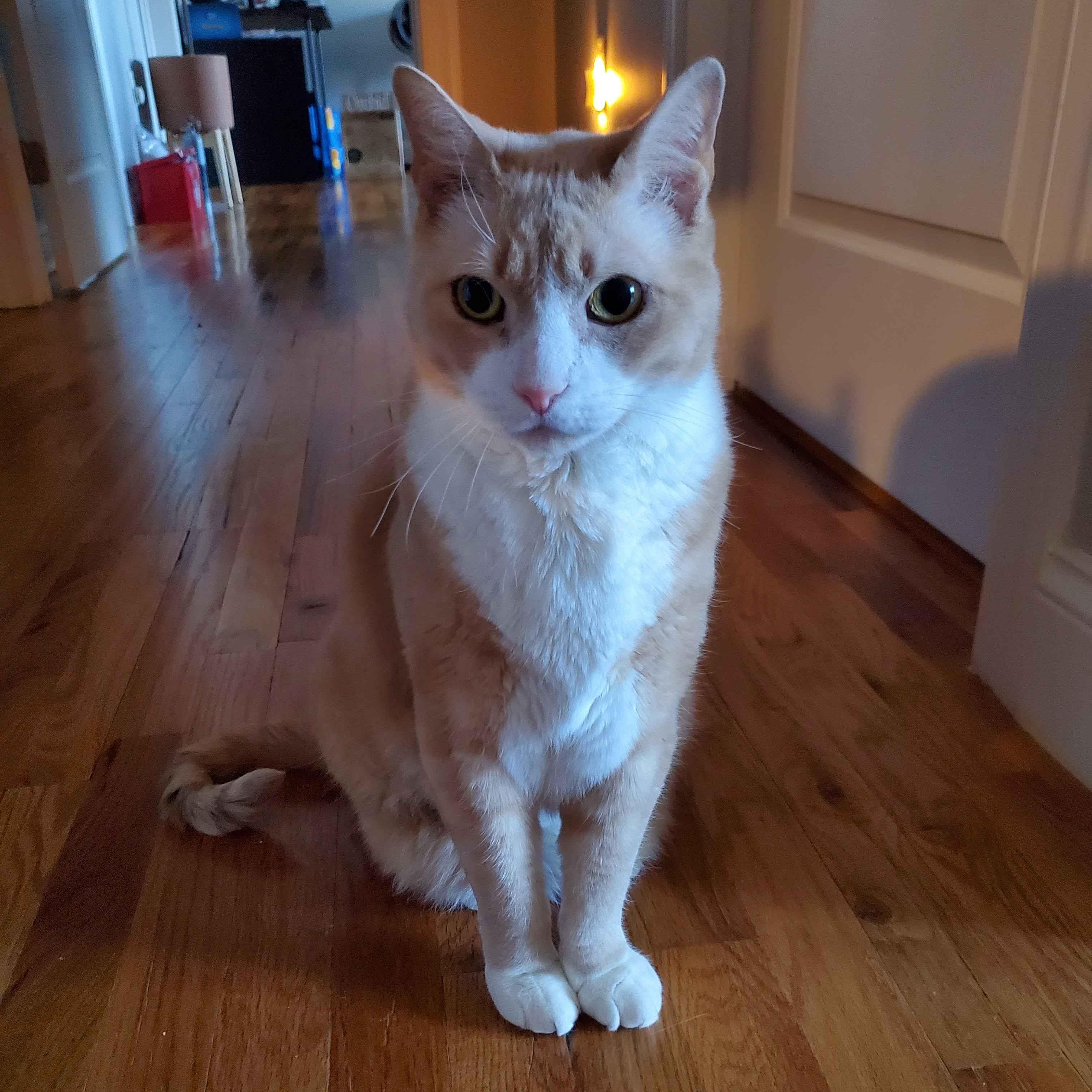 Simba, a Adoptable Domestic Short Hair in Weehawken, NJ image 2/6