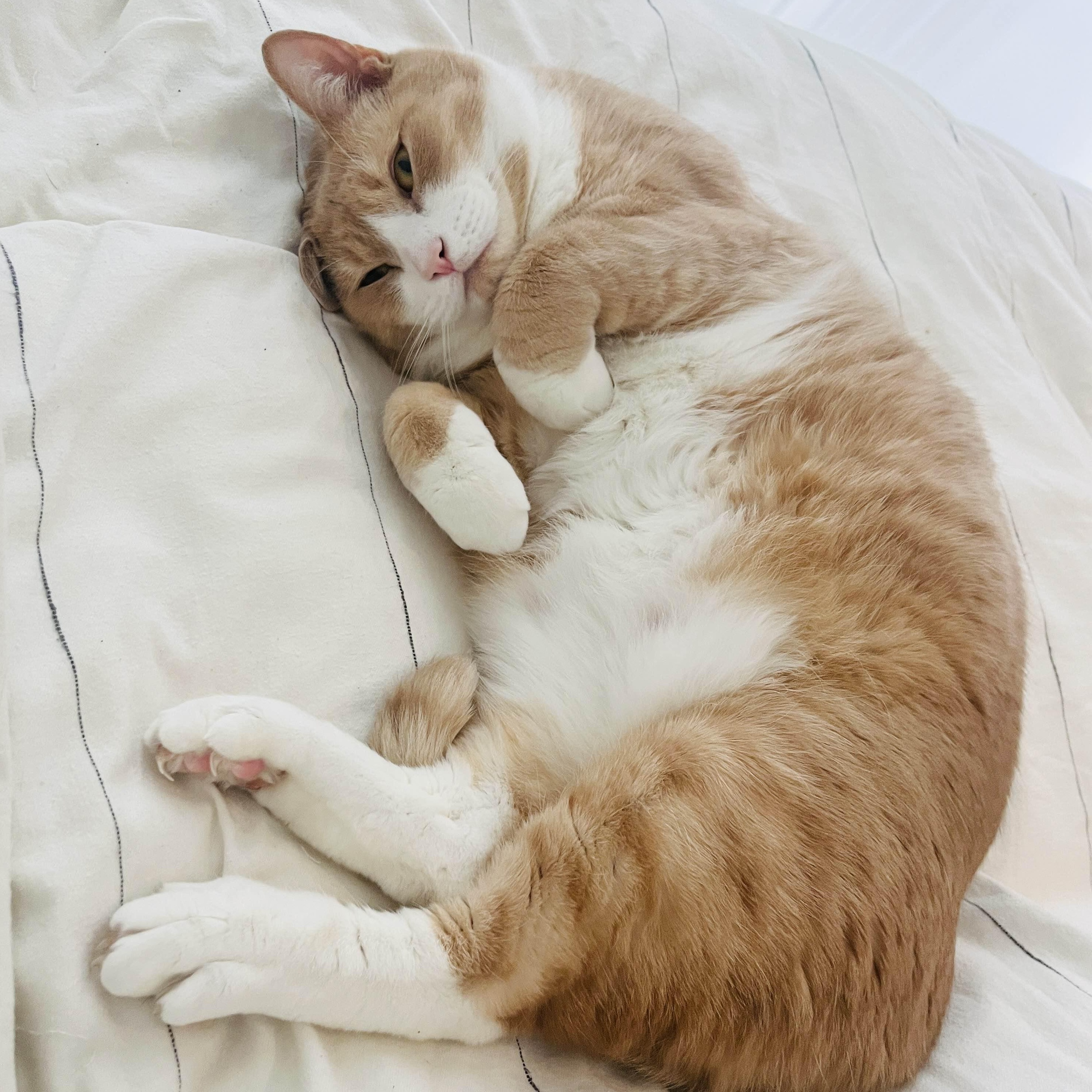 Simba, a Adoptable Domestic Short Hair in Weehawken, NJ image 1/6