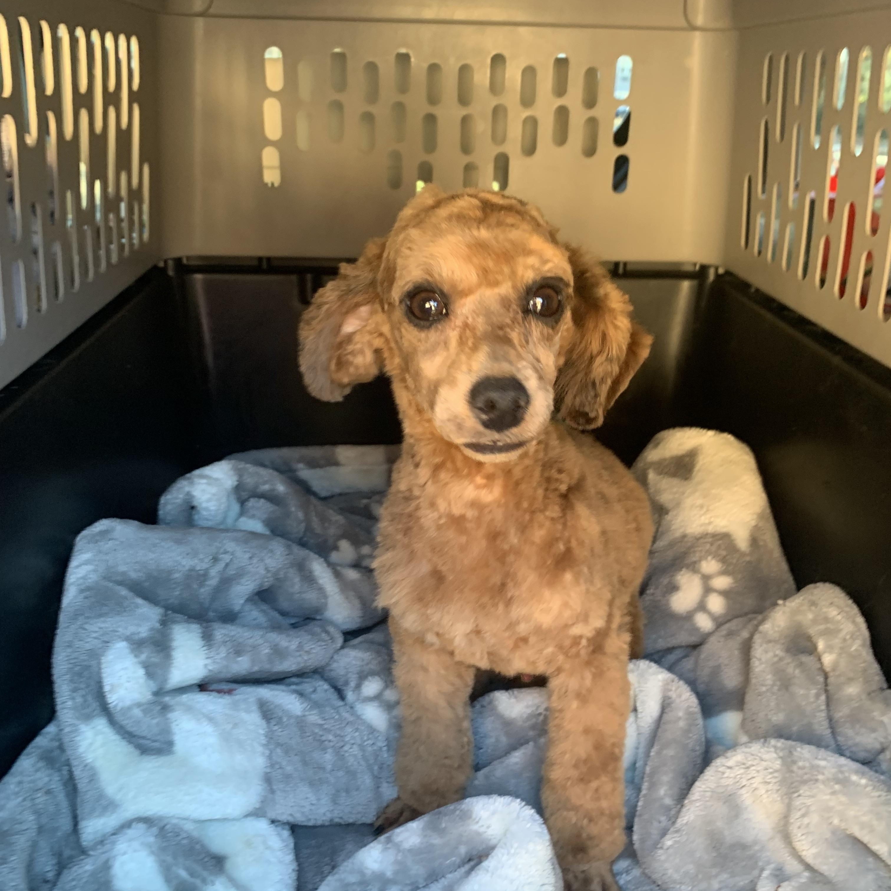 Wolfie , ADOPTABLE, Puppy Male Poodle (Toy).