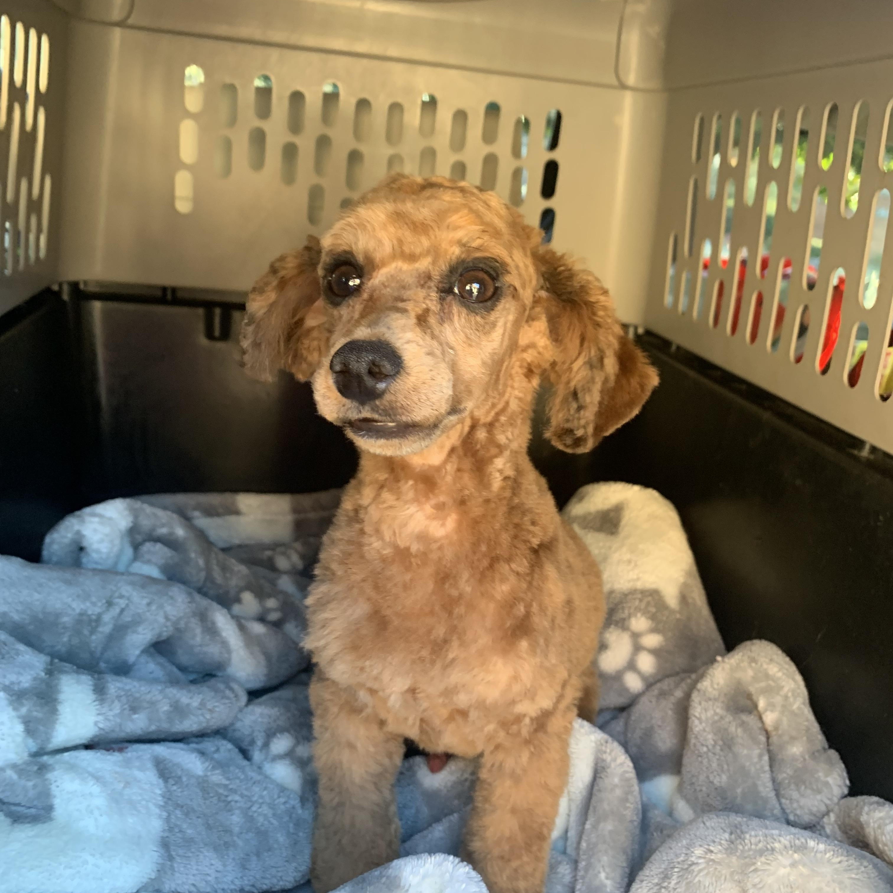 Wolfie , a ADOPTABLE Poodle (Toy) in Richmond, VA image 2/4