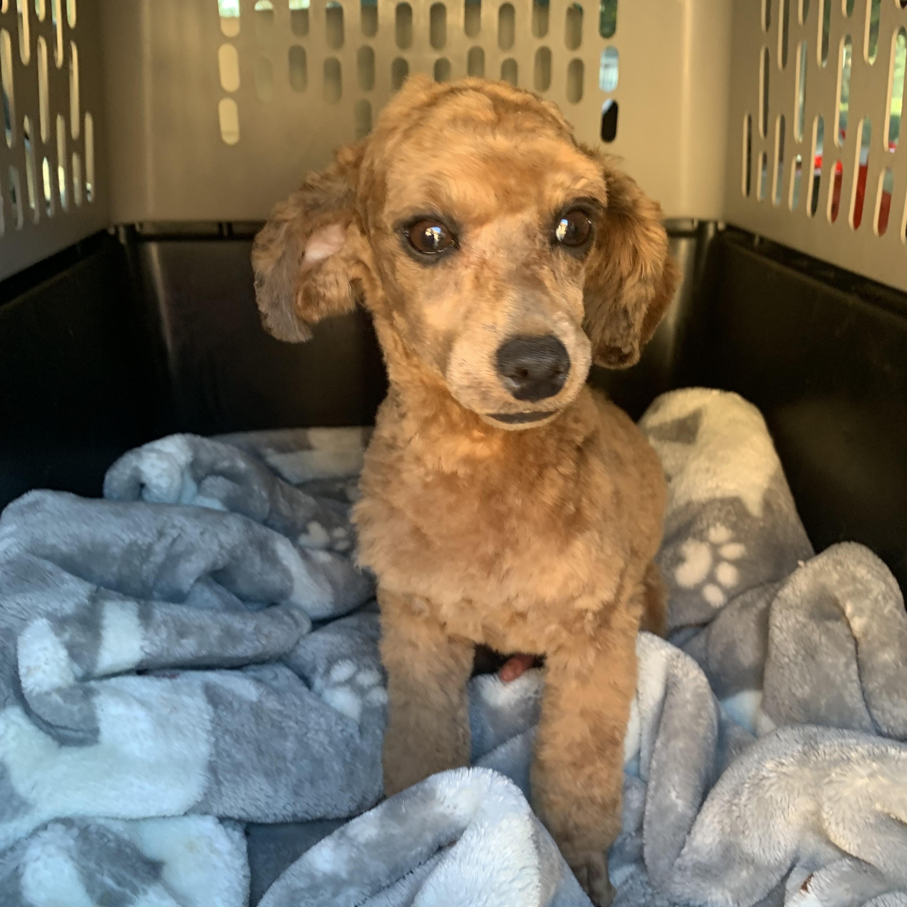 Wolfie , a ADOPTABLE Poodle (Toy) in Richmond, VA image 3/4