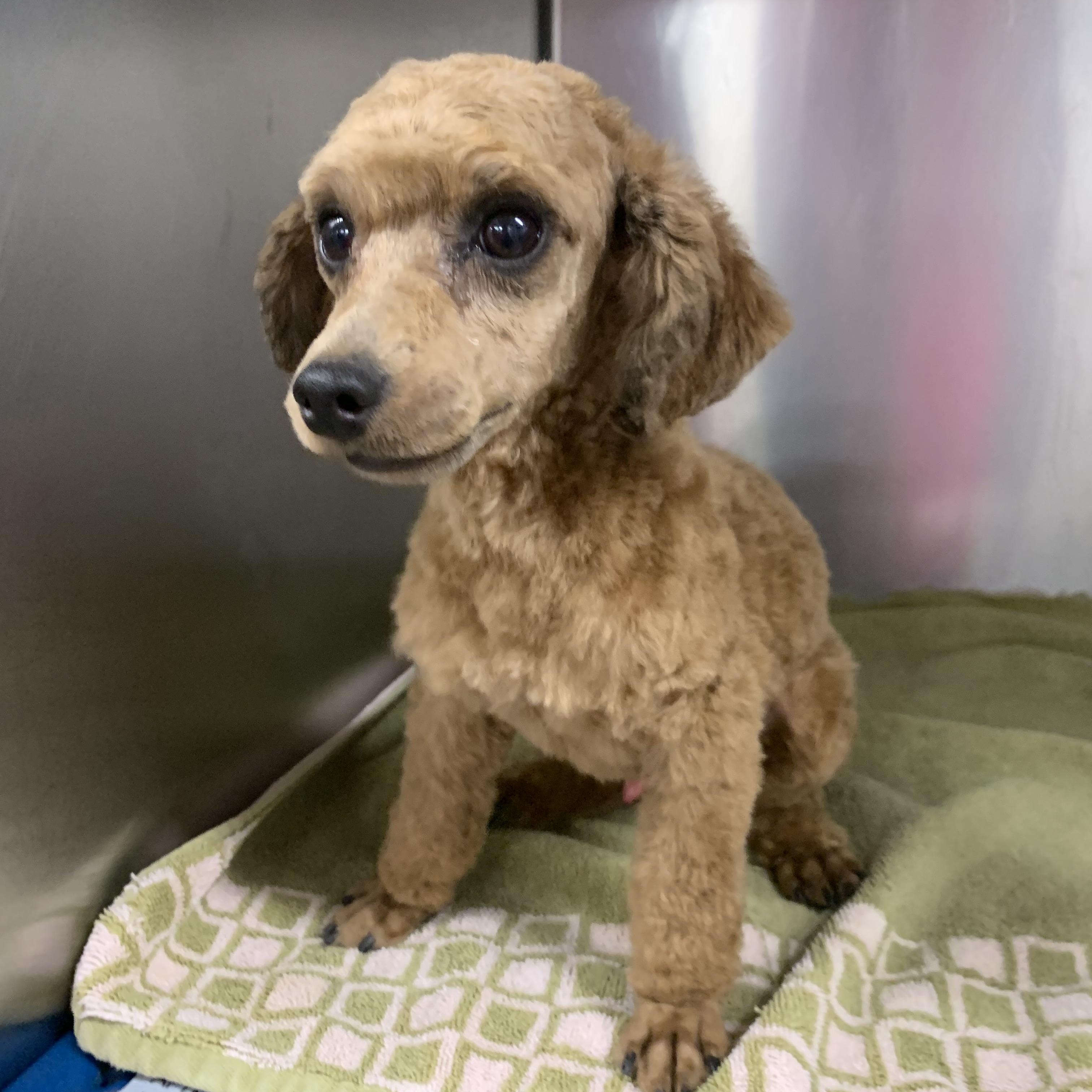 Wolfie , a ADOPTABLE Poodle (Toy) in Richmond, VA image 4/4