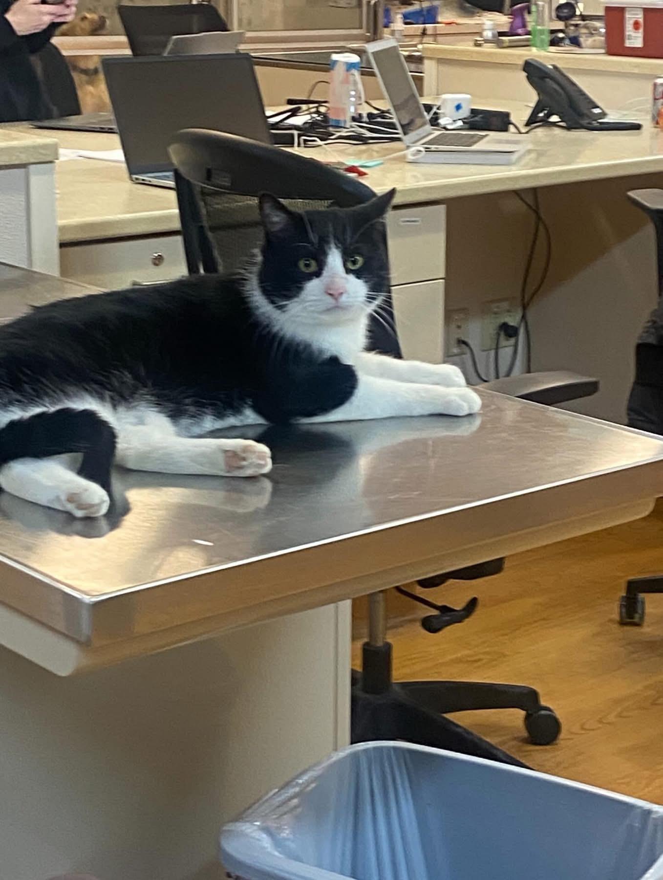 Rick, a ADOPTABLE mixed breed in Ontario, NY image 5/5