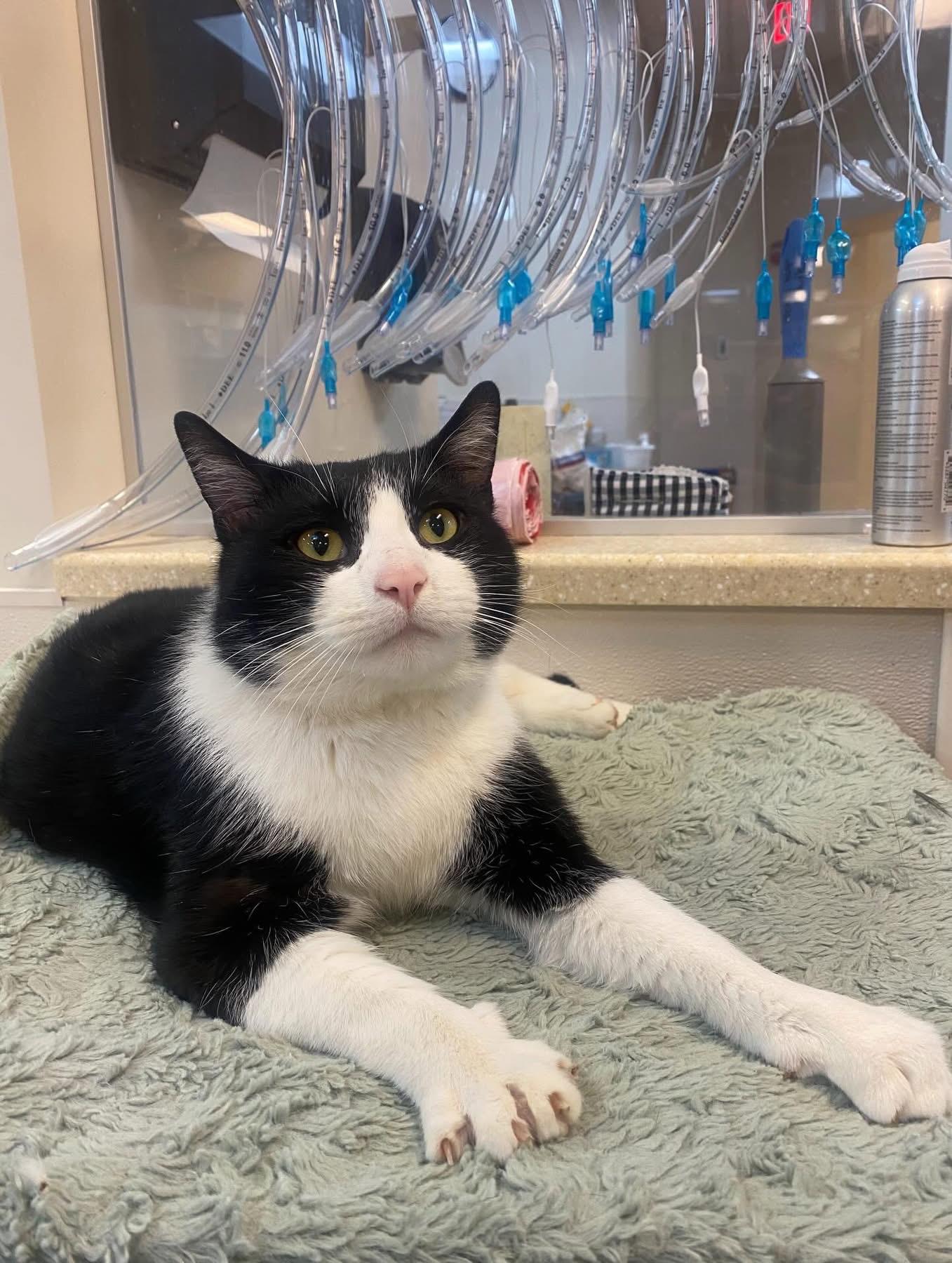 Rick, a ADOPTABLE mixed breed in Ontario, NY image 2/5