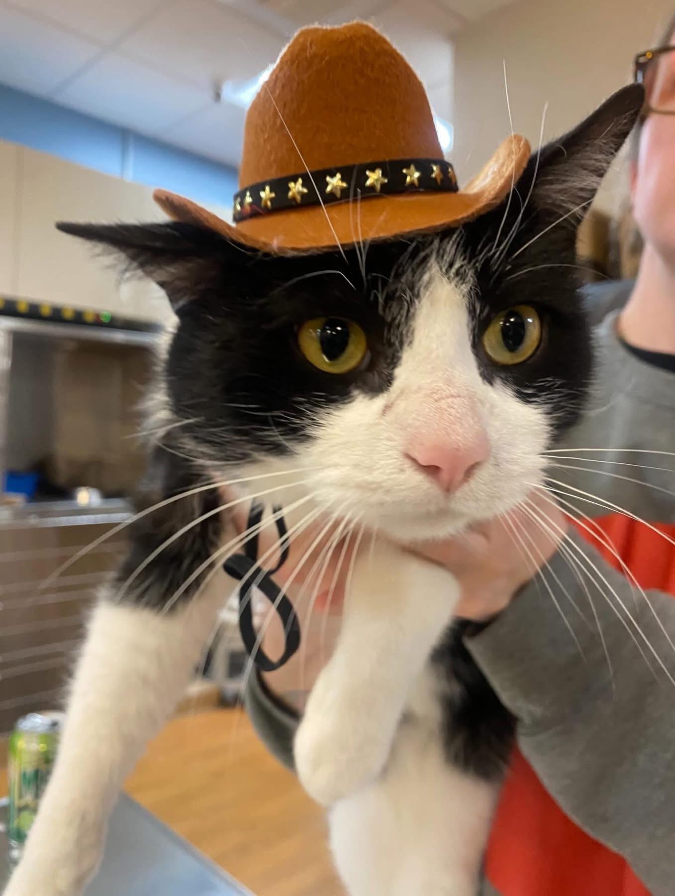 Rick, a ADOPTABLE mixed breed in Ontario, NY image 4/5