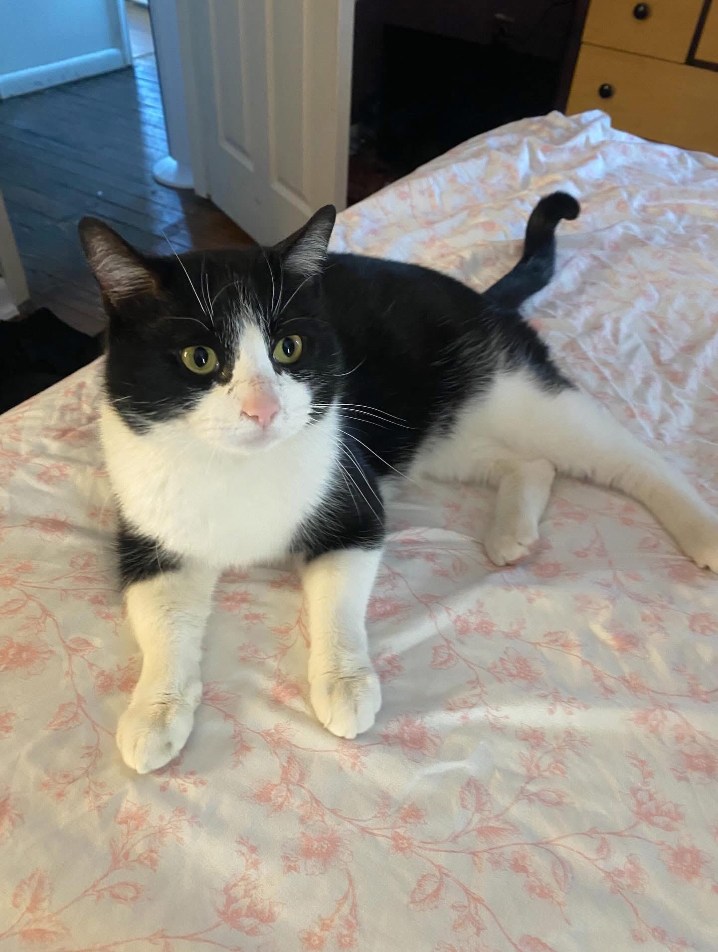 Rick, a ADOPTABLE mixed breed in Ontario, NY image 3/5