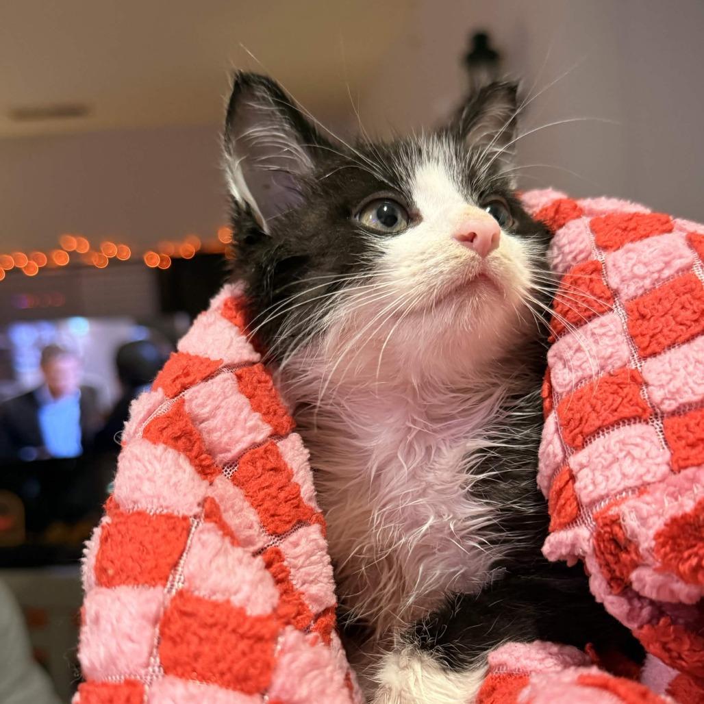 Dante's Inferno, Adoptable, Kitten Male Domestic Medium Hair.