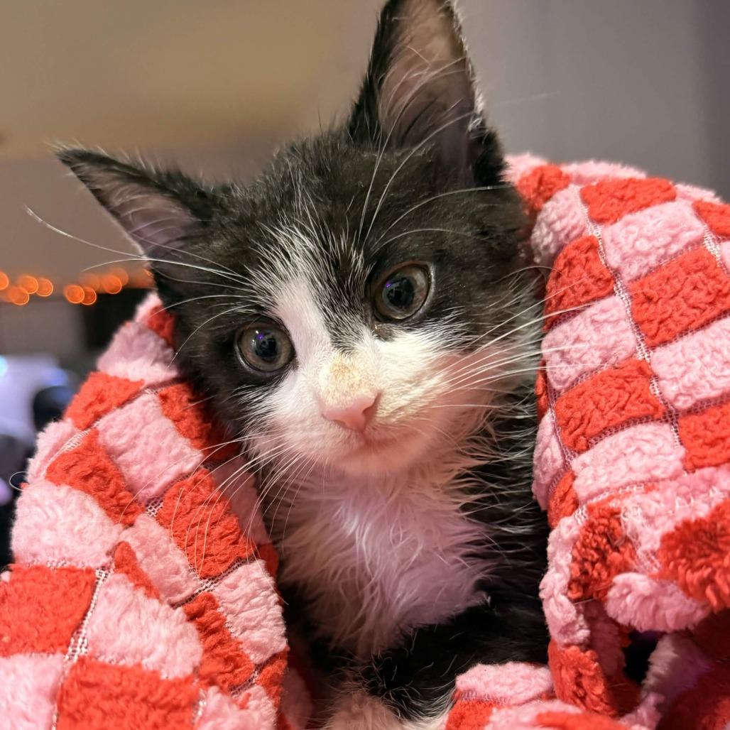 Enlarge Dante's Inferno, a Adoptable Domestic Medium Hair in Delaware, OH image 2/2