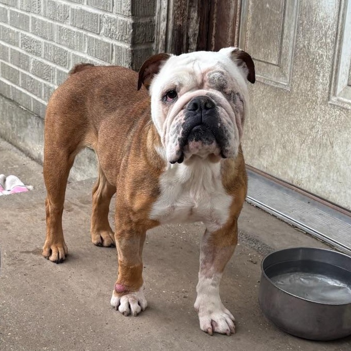 Xena, a ADOPTABLE English Bulldog in New Orleans, LA image 1/4