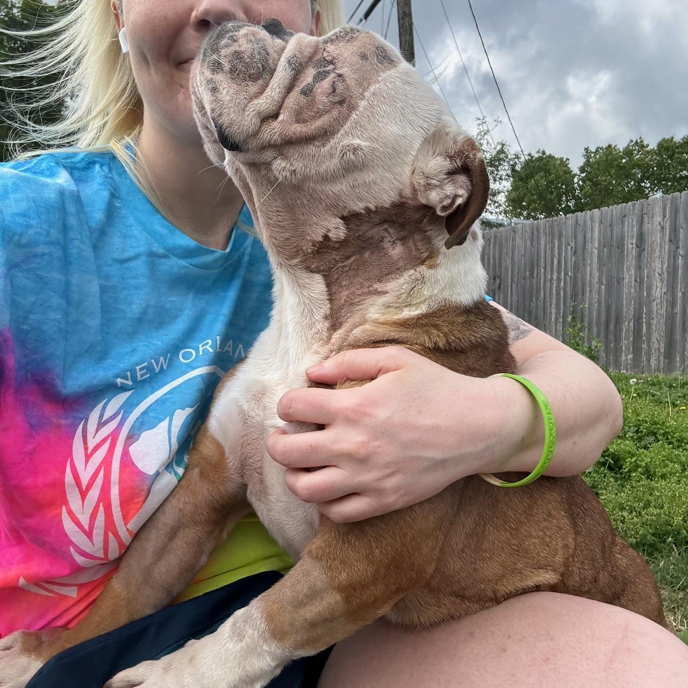 Xena, a ADOPTABLE English Bulldog in New Orleans, LA image 4/4
