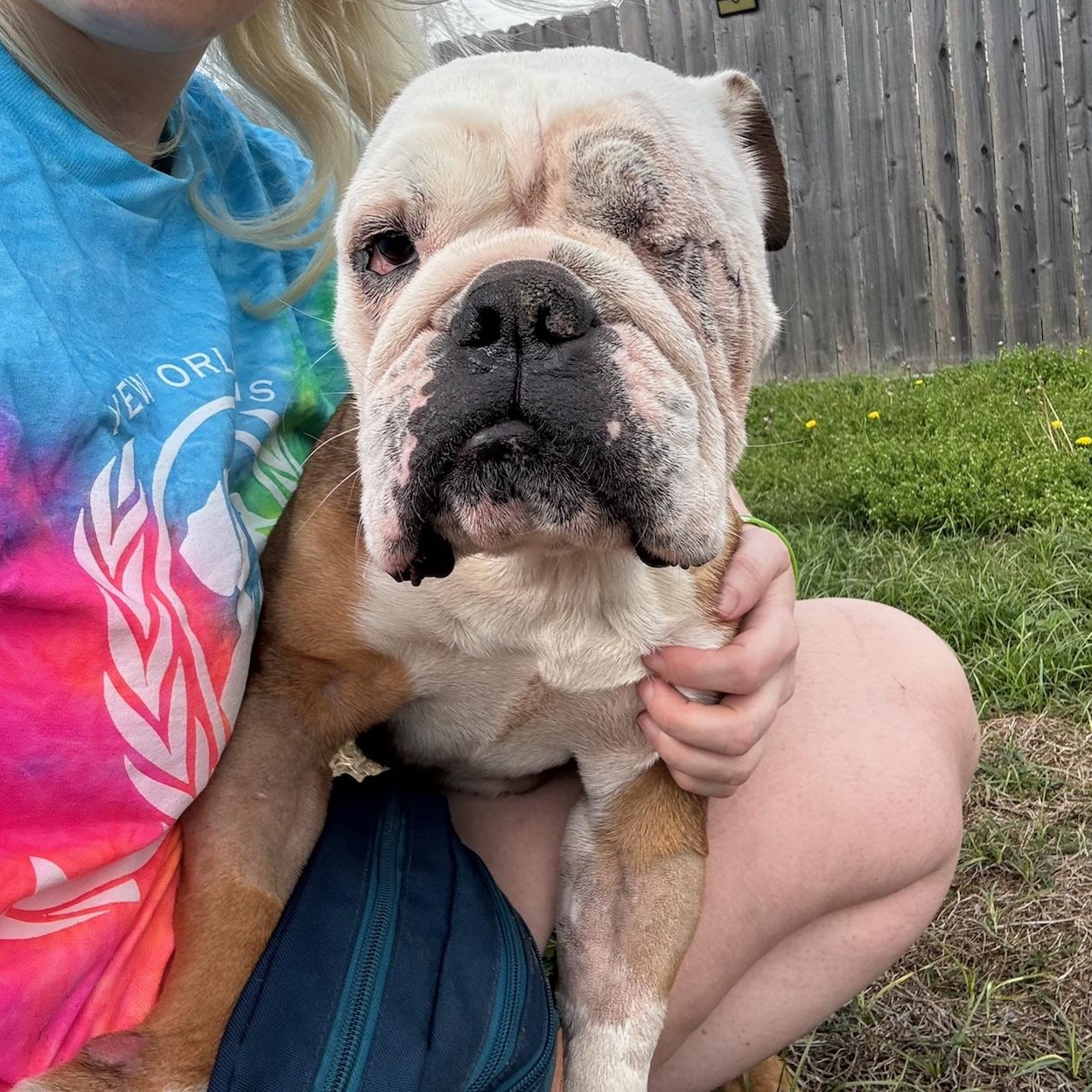 Xena, a ADOPTABLE English Bulldog in New Orleans, LA image 2/4