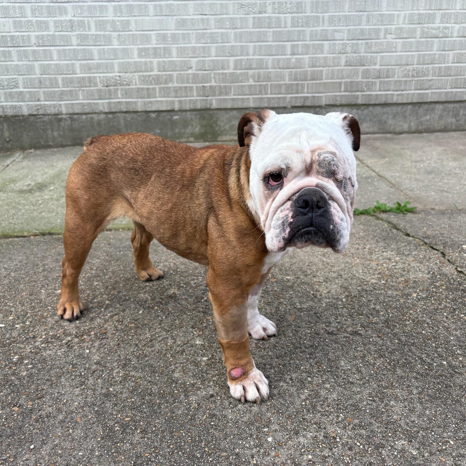 Xena, a ADOPTABLE English Bulldog in New Orleans, LA image 3/4