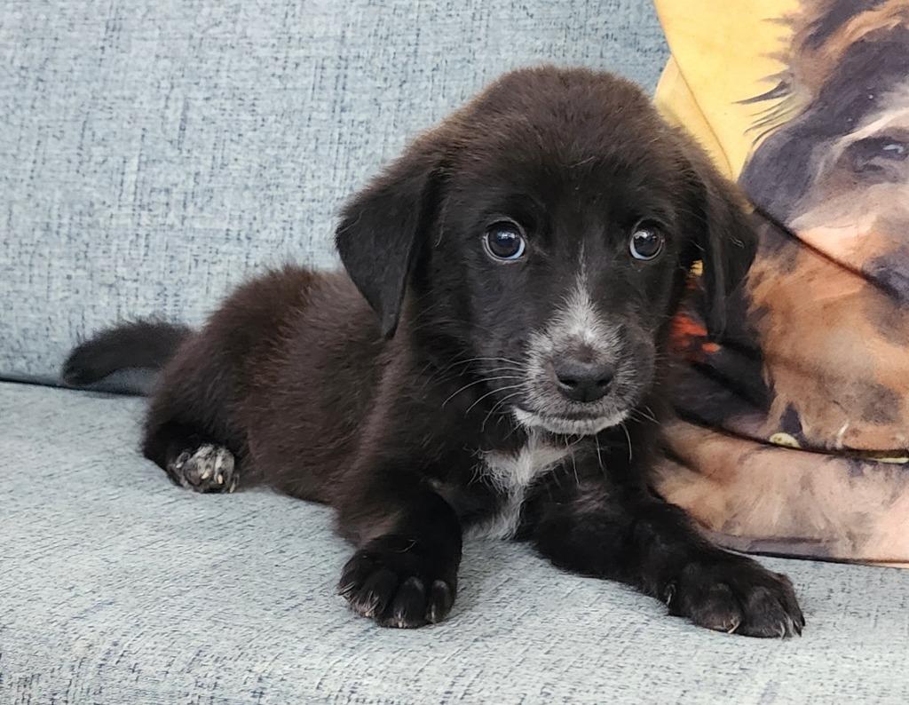 Eldrin, Adoptable, Puppy Male Australian Shepherd.