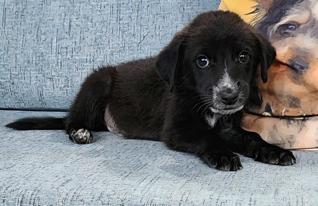 Enlarge Eldrin, a Adoptable mixed breed in Cottonwood, AZ image 2/2