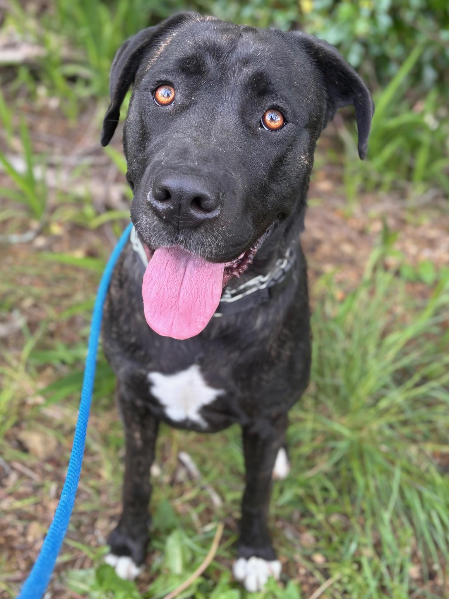 Gracie, ADOPTABLE, Adult Female Mastiff.