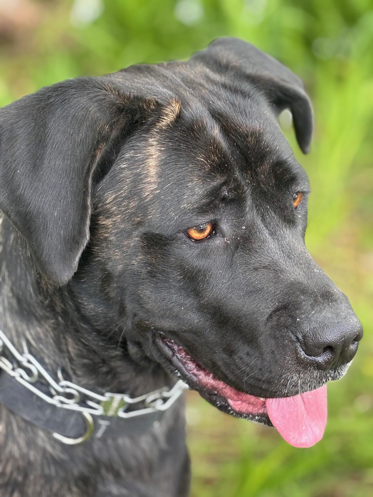 Enlarge Gracie, a ADOPTABLE mixed breed in Waldport, OR image 2/2