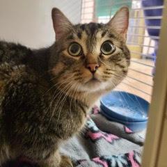 Max--Available with Bonded Companion, Uno