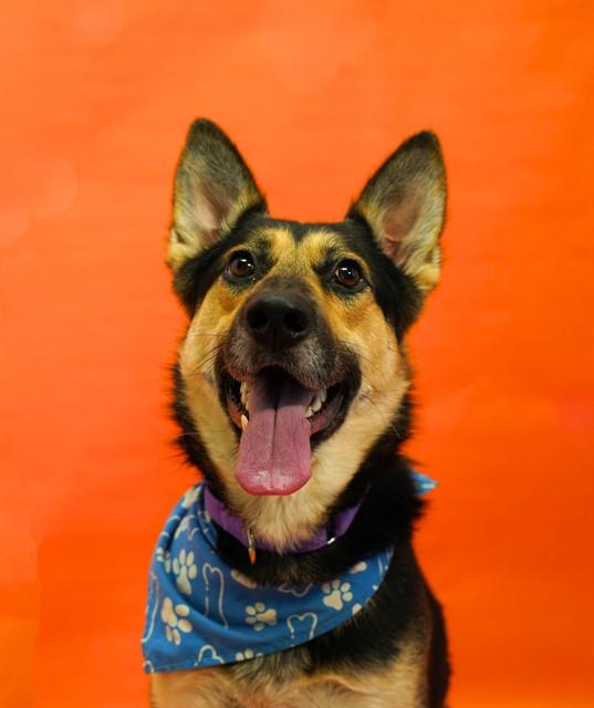 COMMANDER, Adoptable, Adult Male German Shepherd Dog.