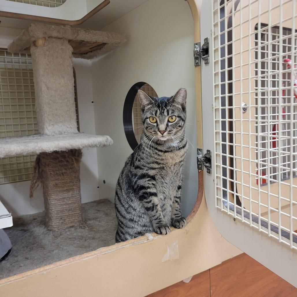 Tikka Masala — thumbnail 2