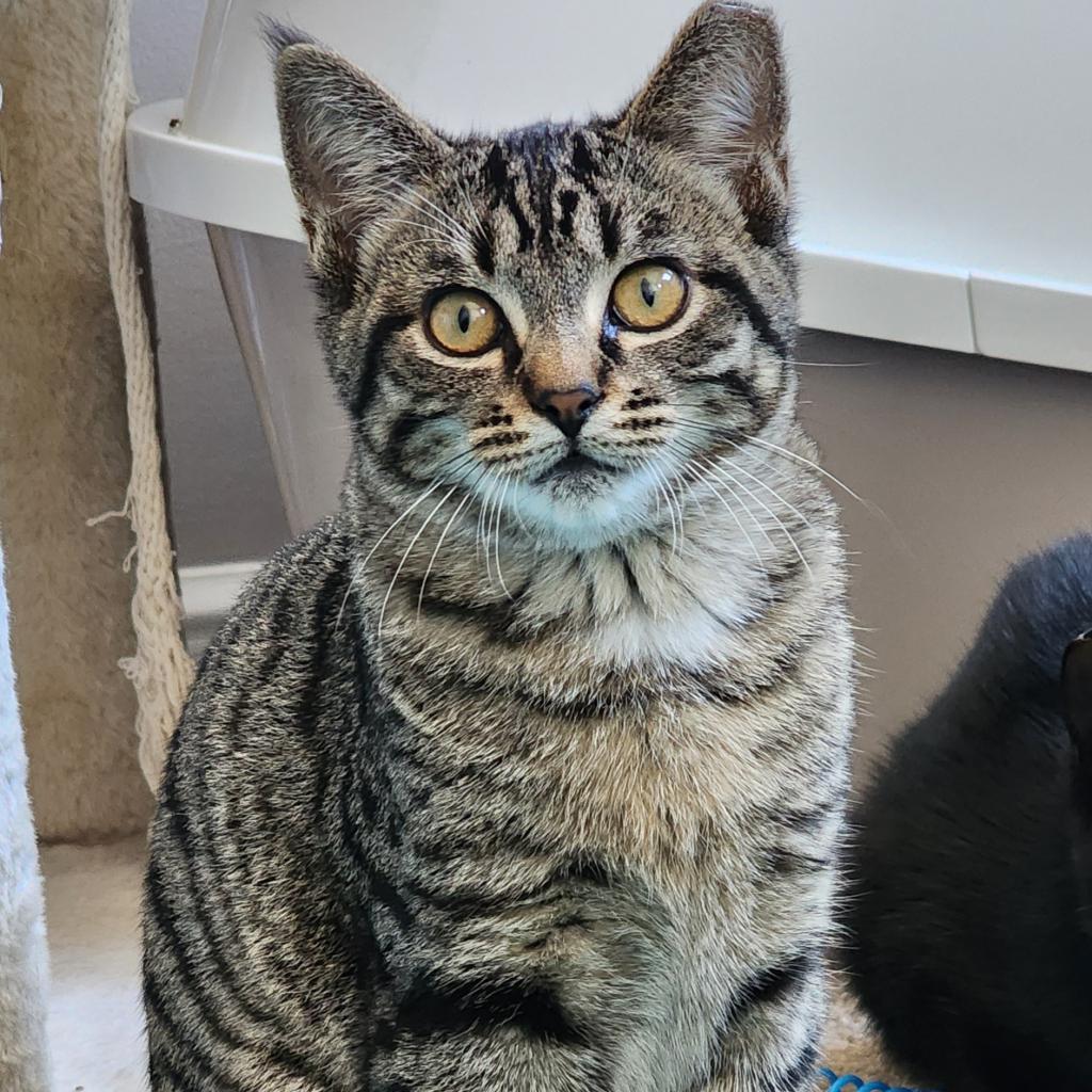 Tikka Masala — thumbnail 4