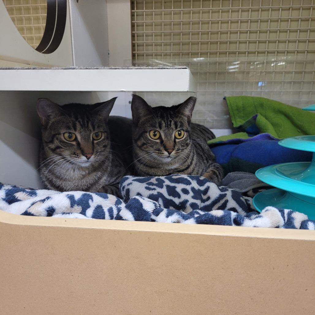 Tikka Masala — thumbnail 5