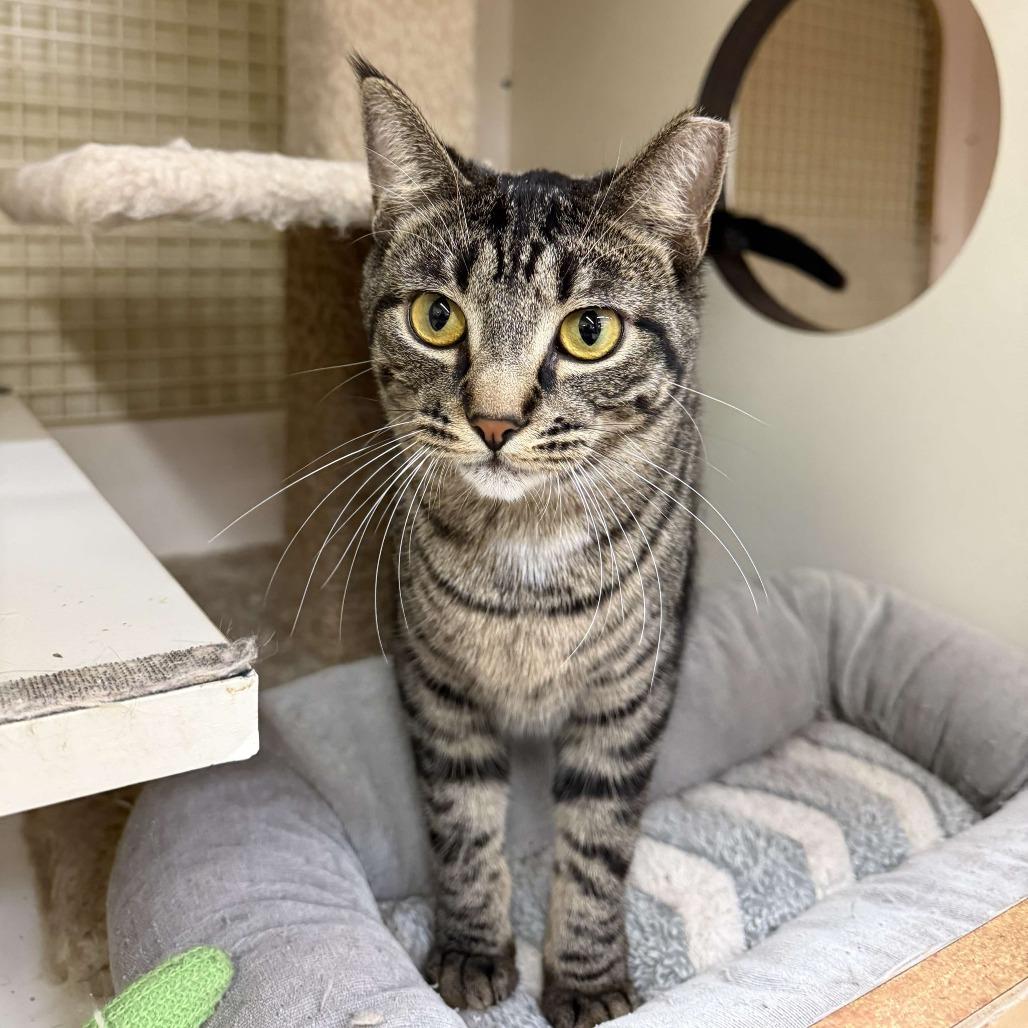 Tikka Masala — thumbnail 6