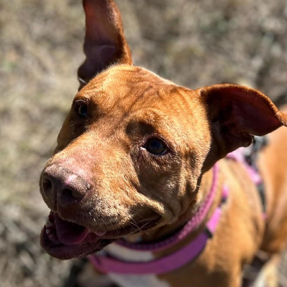Ginger, Adoptable, Adult Female Mixed Breed.