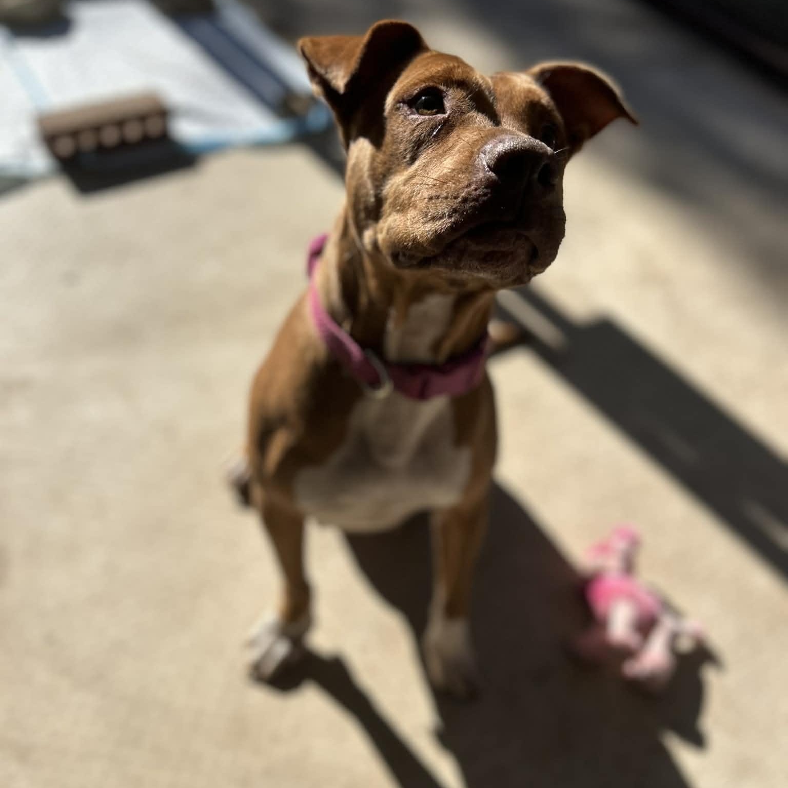 Enlarge Ginger, a Adoptable Mixed Breed in Racine, WI image 2/6
